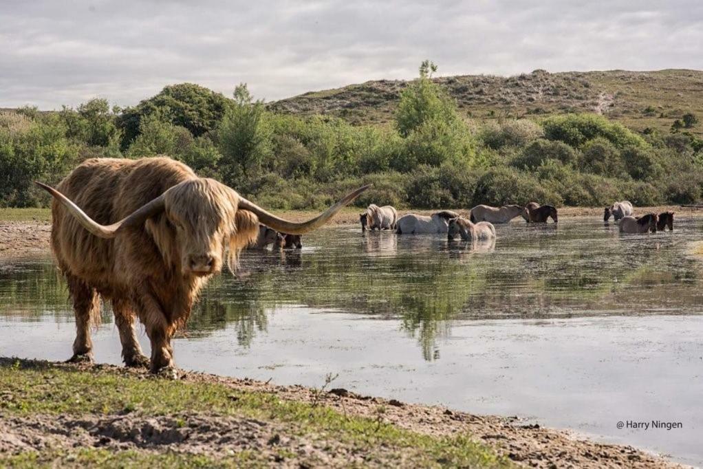 Duinhuis26 Egmond aan Zee Buitenkant foto